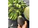 A bunch of bananas, an avocado and a squash fill the frame at 2647 Zuni Rd, St Cloud, FL 34771