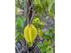 Star fruit growing on a tree in the garden at 2647 Zuni Rd, St Cloud, FL 34771