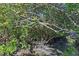 Close-up of mangrove trees along the water at 4390 Saxon Dr, New Smyrna Beach, FL 32169