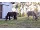 Miniature horse and donkey grazing at 720 Napoli Ln, New Smyrna Beach, FL 32168
