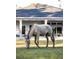 Horse grazing with house in background at 720 Napoli Ln, New Smyrna Beach, FL 32168