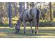 A light-colored horse grazes in a pasture with trees in the background at 720 Napoli Ln, New Smyrna Beach, FL 32168