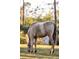 Horse grazing in a field at 720 Napoli Ln, New Smyrna Beach, FL 32168