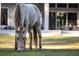 A light-colored horse grazes peacefully in a pasture near a house at 720 Napoli Ln, New Smyrna Beach, FL 32168