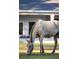 A light-colored horse grazes in a pasture with a house visible in the background at 720 Napoli Ln, New Smyrna Beach, FL 32168