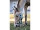 Palomino horse grazing in a pasture at 720 Napoli Ln, New Smyrna Beach, FL 32168