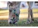 Light colored horse eating grass at 720 Napoli Ln, New Smyrna Beach, FL 32168