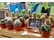 Assortment of small succulents in terracotta pots for sale at 7884 Broken Arrow Trl, Winter Park, FL 32792