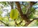 Close-up of a starfruit tree branch, highlighting the lush foliage and fresh, ripening starfruit in natural light at 11148 Lane Park Rd, Tavares, FL 32778