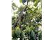Lush avocado tree laden with ripe fruit at 1354 Tierra Cir, Winter Park, FL 32792