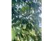 Abundant avocado tree, ripe fruit ready for harvest at 1354 Tierra Cir, Winter Park, FL 32792
