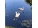 Two adult swans swimming on a pond with one cygnet at 6073 Windhover Dr # C04, Orlando, FL 32819