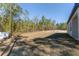 Large backyard with sparse grass and surrounding pine trees at 8549 Sw 129Th Ln, Ocala, FL 34473
