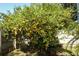 Lush orange tree laden with ripe fruit in the backyard at 355 Carriage Way Ct, Oviedo, FL 32765
