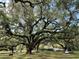 Picturesque scene of large trees with Spanish moss, creating a tranquil park-like setting at 136 Woodmill Rd, Longwood, FL 32779