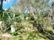 Backyard with overgrown vegetation and wooden pallets at 5149 Bryant Ave, Sanford, FL 32773