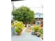 Backyard view showcasing a large mango tree and potted plants at 3250 Dellbrook Dr, Deltona, FL 32738