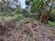 Overgrown vegetation in the backyard at 1504 Laun Pl, Lakeland, FL 33803