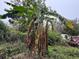 Banana tree in the overgrown backyard at 1504 Laun Pl, Lakeland, FL 33803