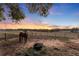 Horse in pasture at sunset, with hay feeder at 4230 Rex Dr, Winter Garden, FL 34787
