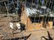 White and black goats in a wire enclosure near a wooden shed at 17901 Coralwood Ln, Groveland, FL 34736