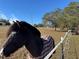 Black horse wearing a plaid blanket at 17901 Coralwood Ln, Groveland, FL 34736