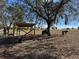 Spacious wooden horse shelter with donkeys resting underneath a large oak tree at 17901 Coralwood Ln, Groveland, FL 34736