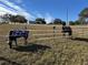 Horses in a pasture with a white fence at 17901 Coralwood Ln, Groveland, FL 34736