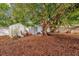 Backyard with shed, large tree, and wood chips at 3717 Jericho Dr, Casselberry, FL 32707