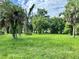 Overgrown vacant lot with tall grass, palm trees, and some mature trees at 646 Jasmine Rd, Altamonte Springs, FL 32701