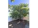 Large mango tree in the backyard at 7852 Murcott Cir, Orlando, FL 32835