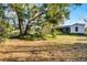 Spacious backyard with mature trees and grassy area at 208 S Main Ave, Minneola, FL 34715