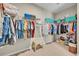 Spacious walk-in closet with organized shelving and ample storage for clothing and accessories with carpeted floor at 1511 Goblet Cove St, Kissimmee, FL 34746