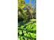 Calm river with lush green lily pads at 203 Crown Oaks Way # 202, Longwood, FL 32779