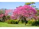 Lush green lawn with vibrant pink flowering trees at 11043 Cromwell Rd, Orlando, FL 32827