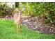 White-tailed deer in a lush green landscape at 11043 Cromwell Rd, Orlando, FL 32827