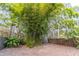 Backyard with bamboo plants and wood fence at 151 E Plantation Blvd, Lake Mary, FL 32746