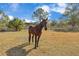 Brown horse in a sunny field, ready for a leisurely ride at 2140 W State Road 46, Geneva, FL 32732