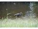 Bird standing in a body of water at 4826 Marks Terrace # 389, Orlando, FL 32811