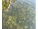 Close-up of clear water showing aquatic plants, ideal for nature enthusiasts, and a healthy water ecosystem at 2500 Lee Rd # 202, Winter Park, FL 32789