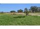 Expansive backyard with lush green grass and a picturesque landscape at 247 Hampton Loop, Davenport, FL 33837