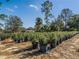 Plant Bedroom featuring rows of potted plants under a blue sky with scattered trees at 1218 Normandy Dr, Haines City, FL 33844