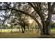 Scenic backyard view featuring mature trees providing ample shade, enhancing the tranquil atmosphere at 9919 Hickory Hollow Rd, Leesburg, FL 34788