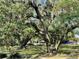 Large oak trees draped with Spanish moss shade a park with green grass and a playground, creating a serene atmosphere at 229 Springside Rd, Longwood, FL 32779