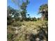 Wide shot of lot and surrounding trees; grassy area visible; good potential to build a home in this area at 4384 Frances Ave, Sanford, FL 32773