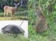 Deer, rabbit, and turtle in yard at 602 Lochsmere Ln, Orlando, FL 32828