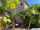 Tropical backyard featuring papaya trees, greenery, and a glimpse of the home's exterior at 7138 Hiawassee Bent Cir, Orlando, FL 32818