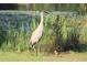 Sandhill crane with two chicks near lake at 569 Vista Sol Dr, Davenport, FL 33837