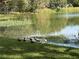 Scenic lake view featuring native wildlife along the shoreline in a serene setting at 2913 Carmia Dr, Orlando, FL 32806