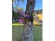 Orchids growing on a tree in the yard of a home at 2215 Hontoon Rd., Deland, FL 32720
